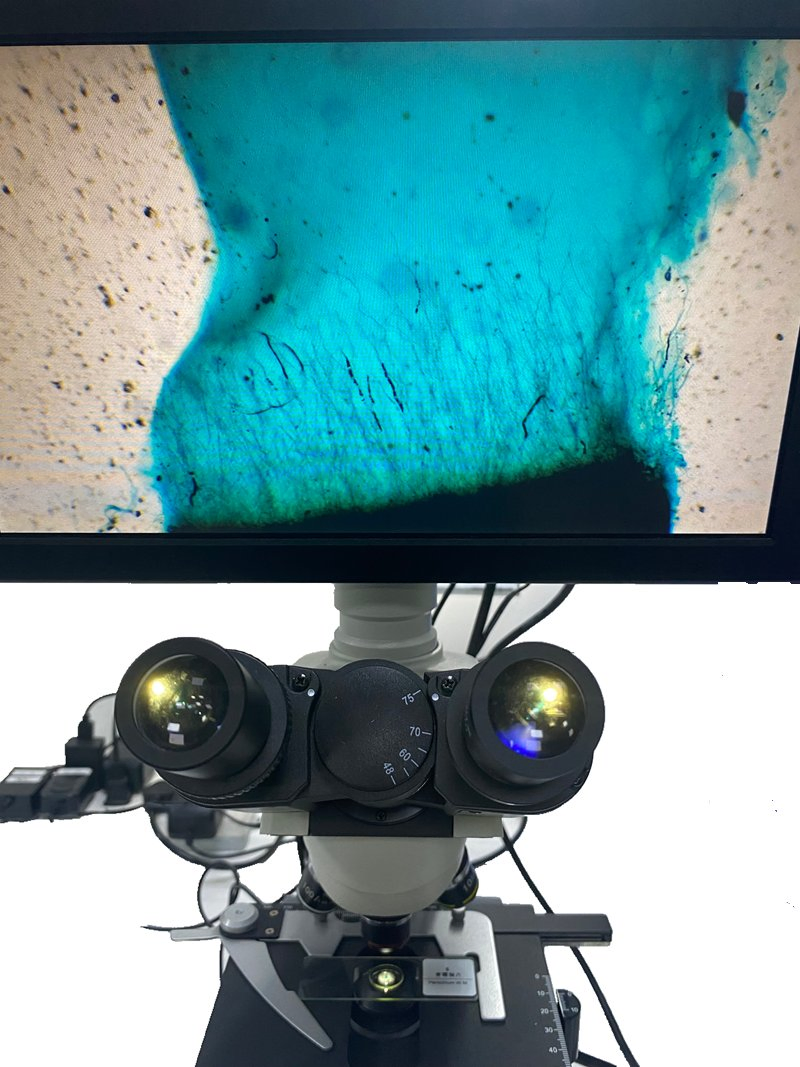 13.3-Inch Display Seamlessly Connected to Microscope Camera