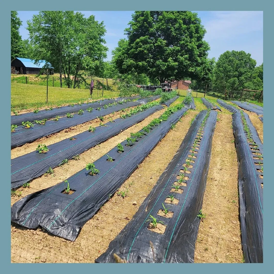 Heavy Duty Landscape Fabric Made of PP Material That Is Biodegradable
