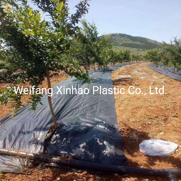 Black PP Agriculture Weed Barrier Ground Cover for Blueberry Weed Control Fabric Mat