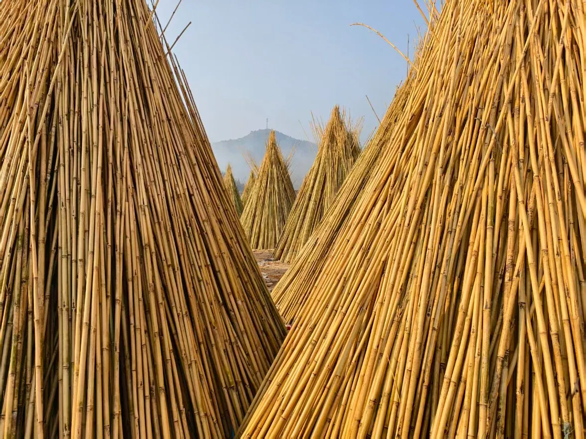 High Quality Nature Bamboo Cane Stake Dia. 22-24mm X 260cm for Plants Grow and Decorative