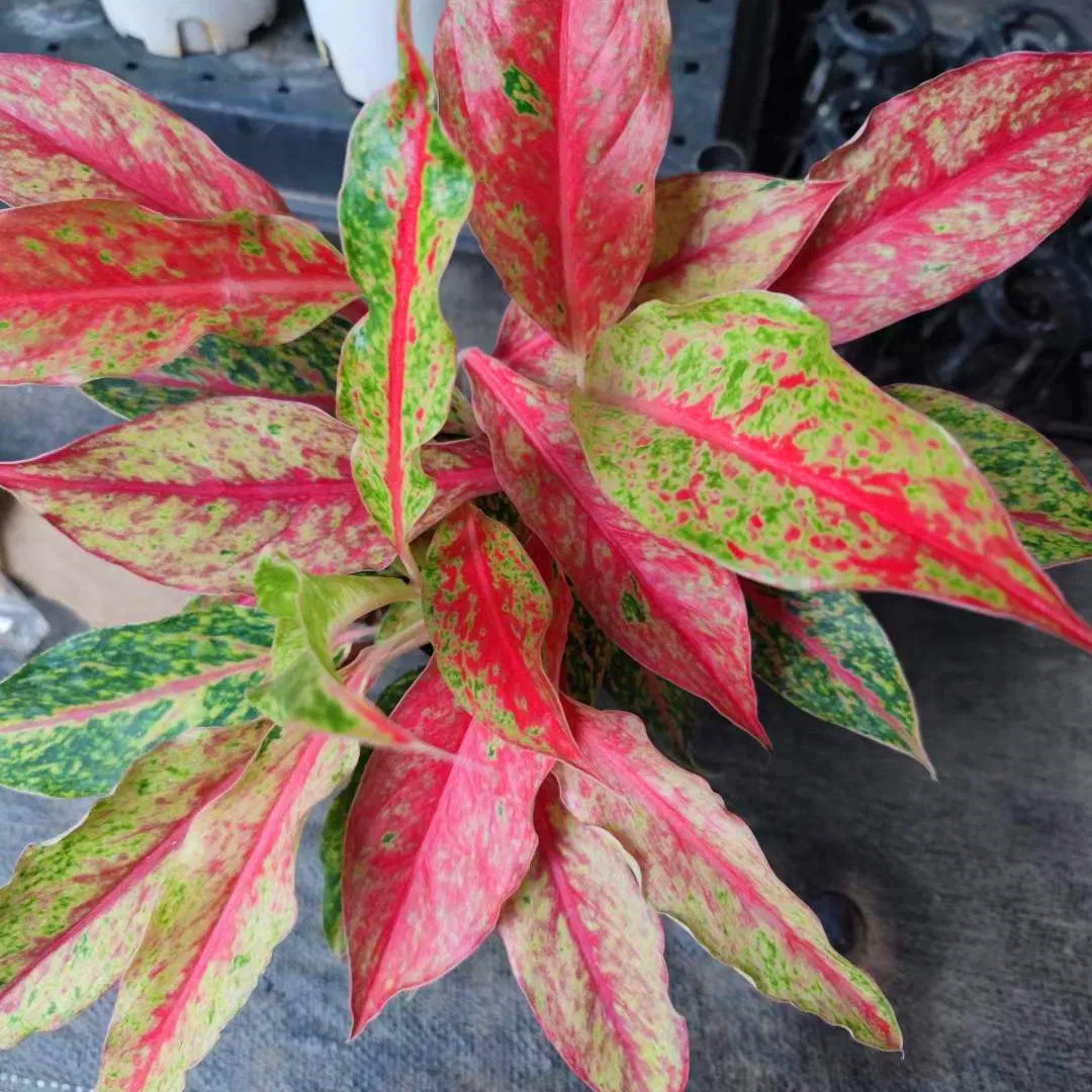 Aglaonema Nightsparkle Plug Seedling Live Plants Aglaonema Tissue Culture