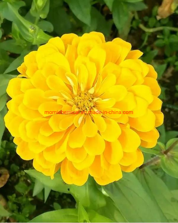 Flower Zinnia Seeds for Pot Planting
