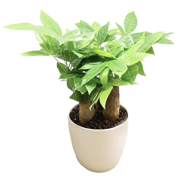 Chinese Money Tree Pachira Spp. for Home Decoration Outdoor Bonsai