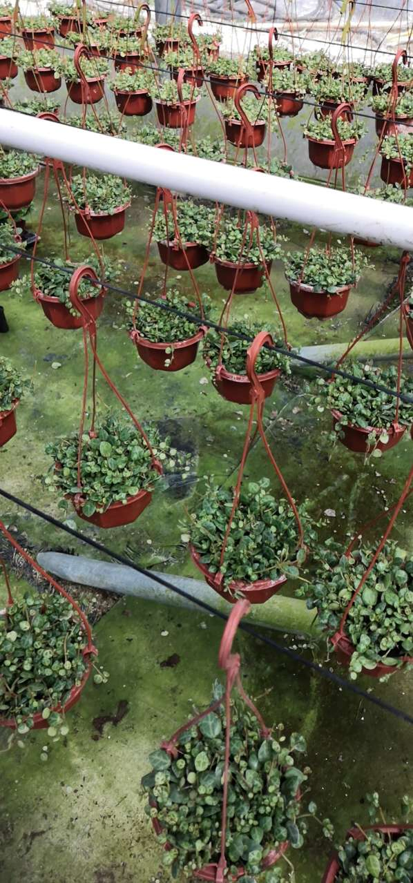 Wholesale Vine Plants Peperomia Prostrata