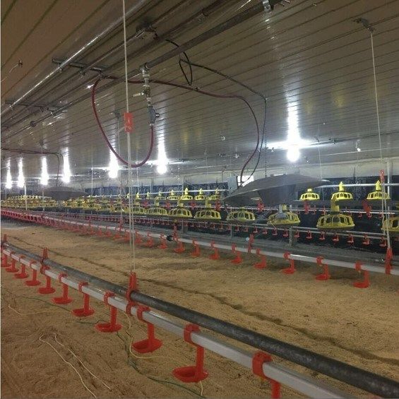 Affordable Automated Poultry House Systems for Easy Setup