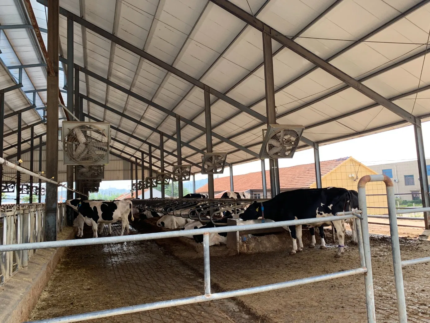 Cow Pregnant Shed Fattening Farm Calves Heifer Bulls Shed
