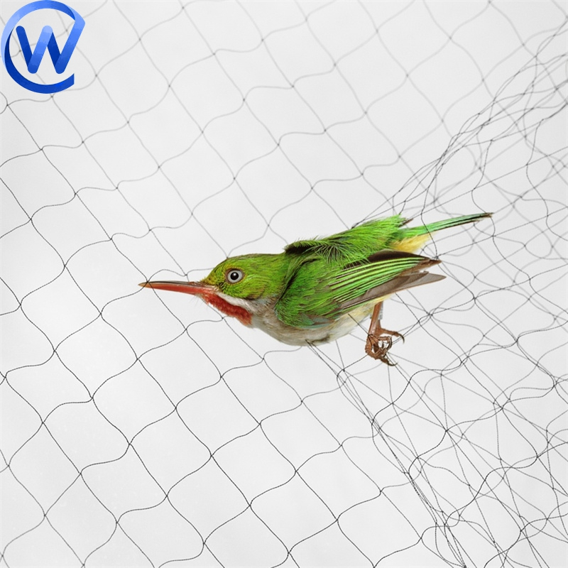 Hunt Birds Nets Catching Birds Mist Netting