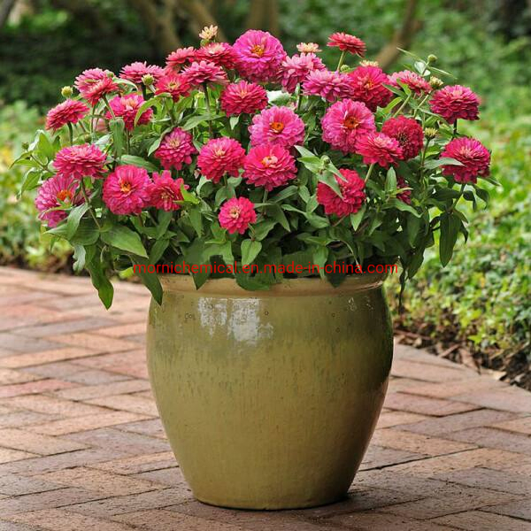 Flower Zinnia Seeds for Garden Planting