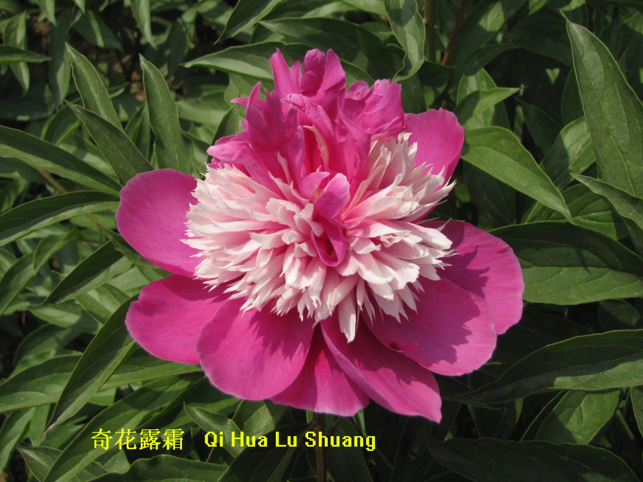 Hot Sell Different Size Multi-Color Big Flower Chinese Herb Peony Qi Hua Lu Shuang