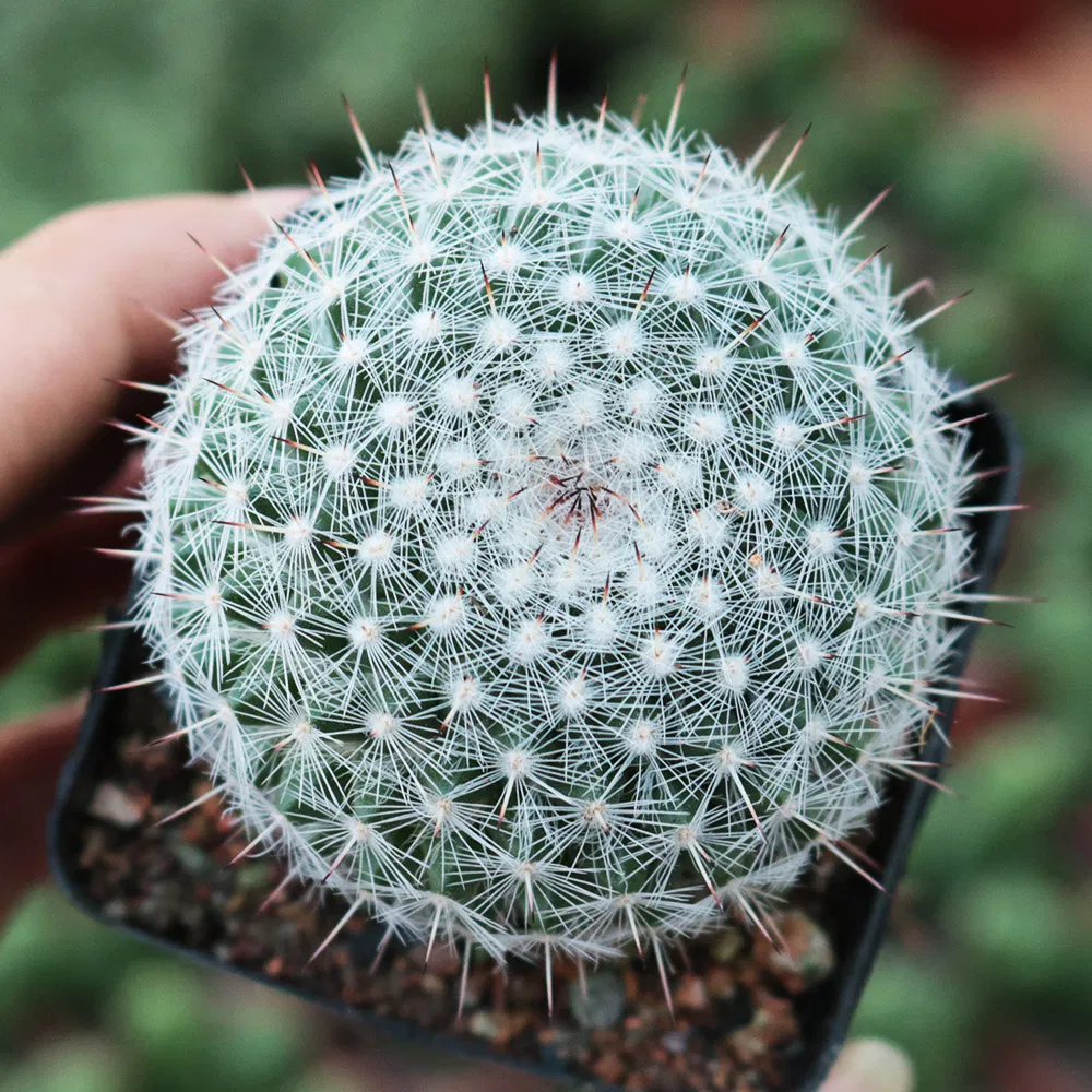 Succulent Plant Garden Live Plants Cactus Ornamental Plant Nursery