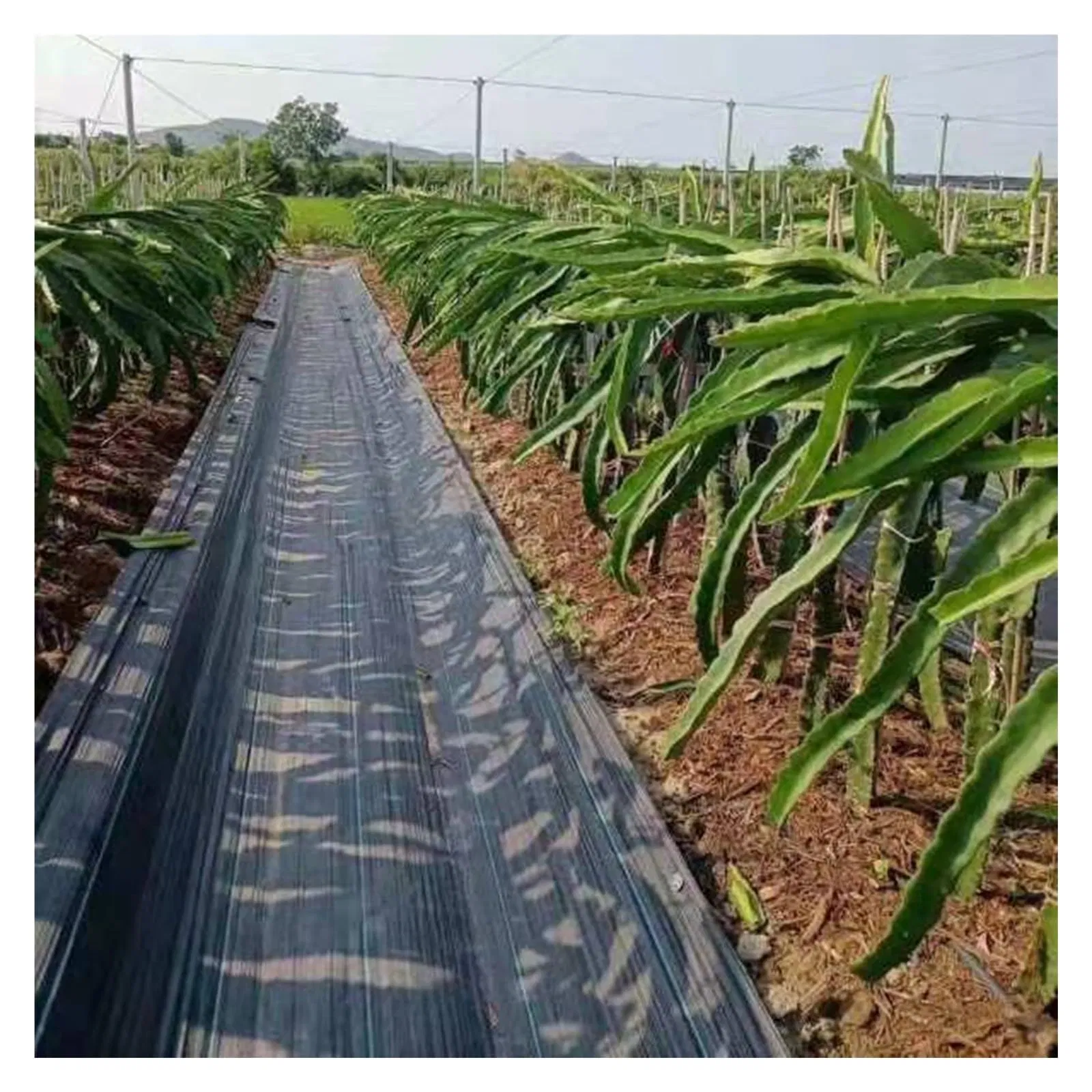 High Quality 100% Vinyl PP Woven Landscape Anti UV Weed Barrier Landscaping Fabric