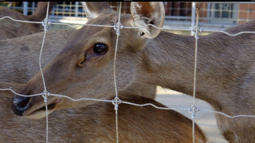 High Tensile Fence Sheep Goat Fencing/Grassland Field Fences/Farm Fence / /Hinge Lock Farm Fence