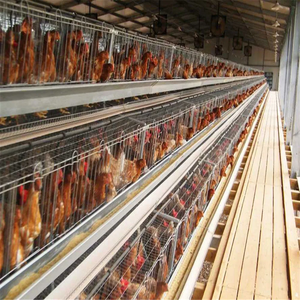 Durable Galvanized Steel Automatic Chicken House for Poultry