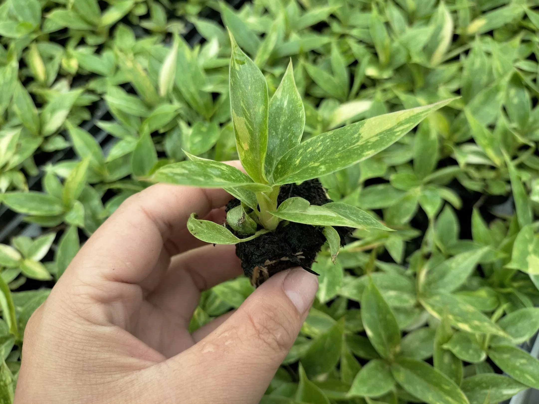 Philodendron Ring of Fire Live Plants Tissue Culture