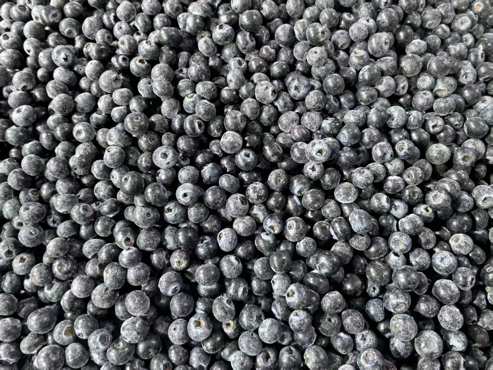 Wholesale Frozen Fruit IQF Fruit IQF Blueberry