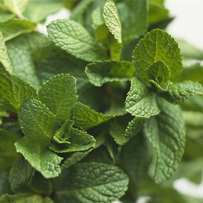 100% Pure Natural Mint Essential Oil Bulk Prices for Cosmetics Fragrance Oil