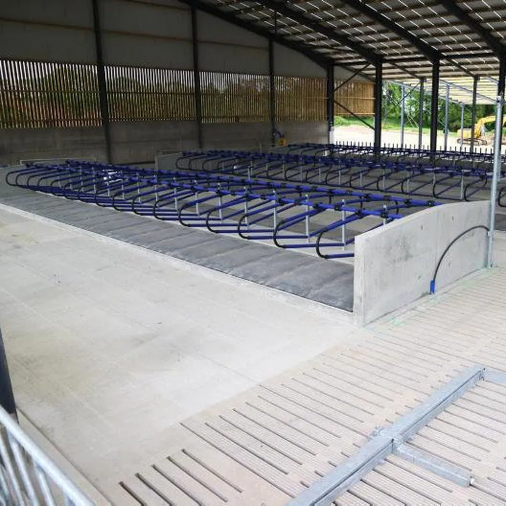 Non-Slip Floor Saving Labor Costs Prefabricated Steel Structure Cow Shed
