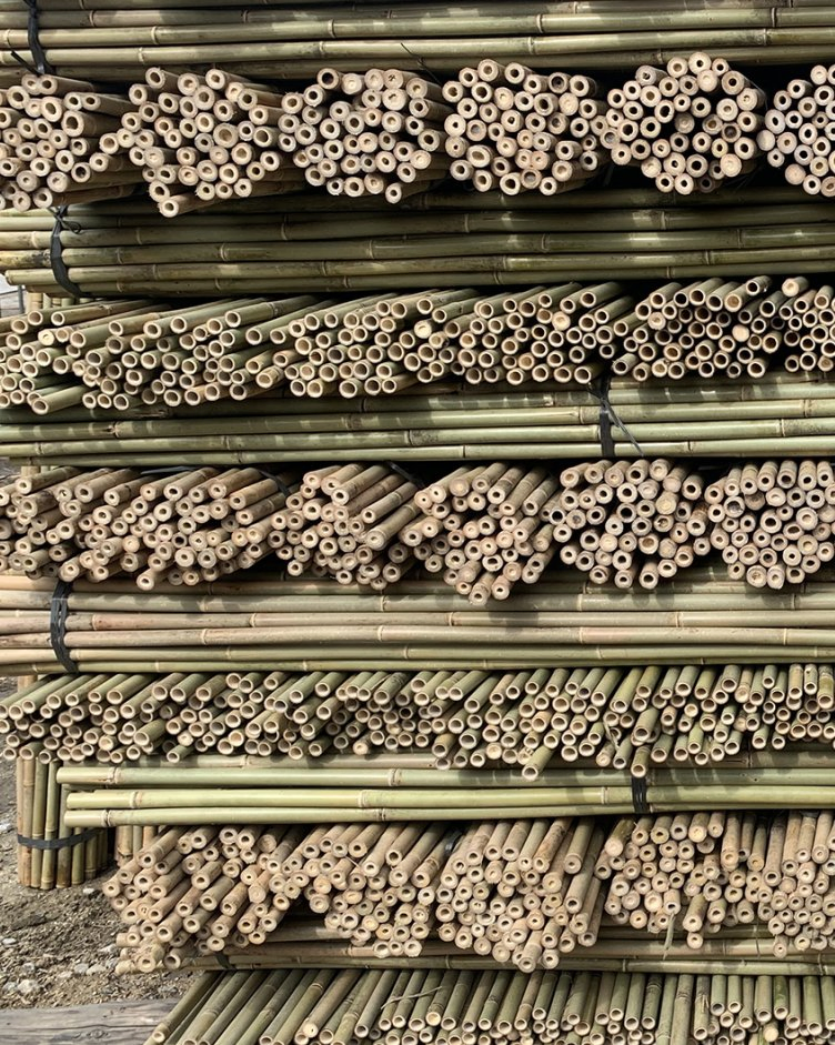 Tonkin Bamboo Pole for Farming Support and Gardening Decor/ Canes