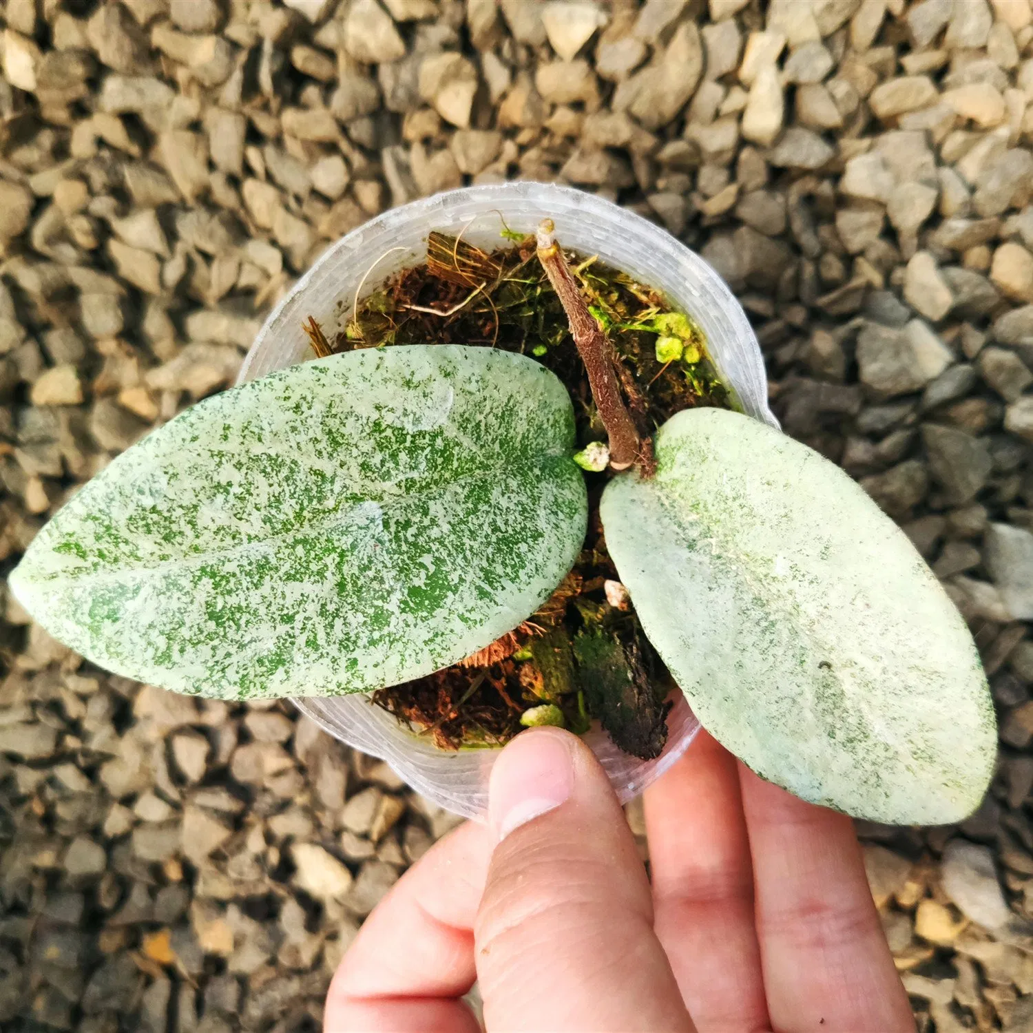 Hoya Carnosa Nova Ghost Live Plants Flower Gardening Indoor Plant Wholesale Nursery