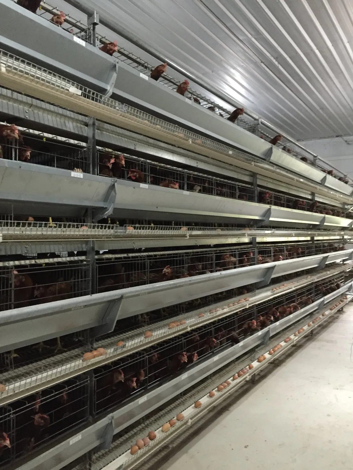 Prefabricated Light Steel Structure Construction Chicken Poultry Farms