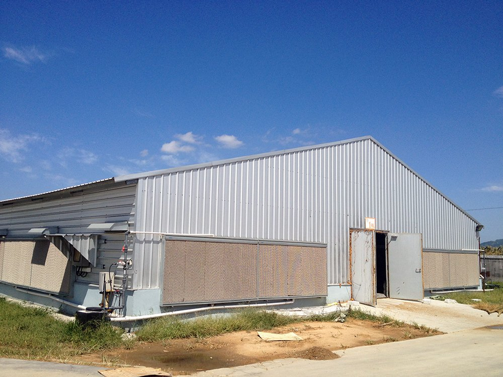 Automatic Equipment Metal Cage Steel Structure Broiler Chicken Poultry House