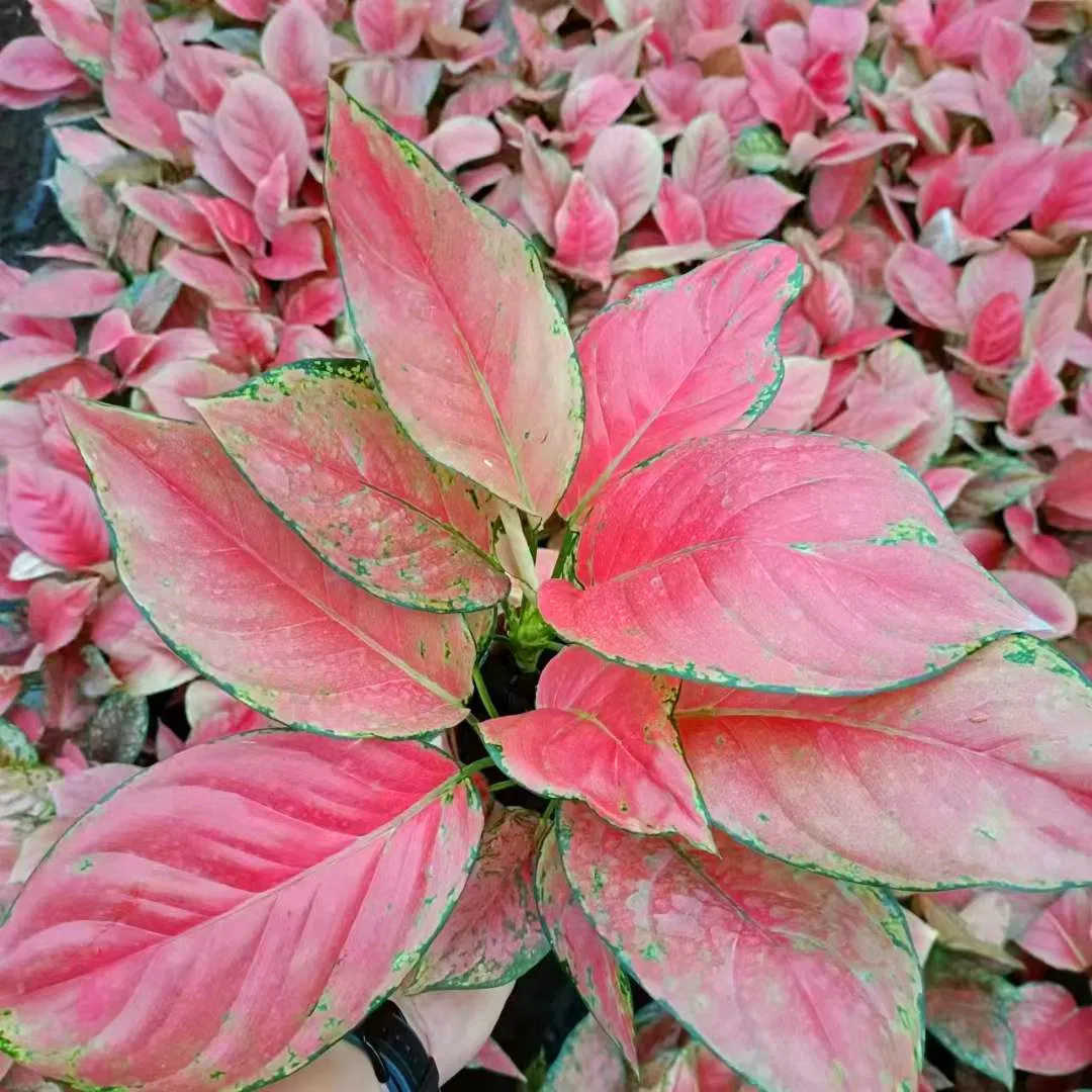Red Ruby Aglaonema Tray Seedling Indoor Live Plants Aglaonema Tissue Culture