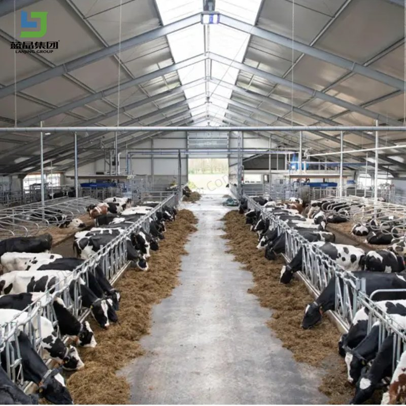 Light Weight Steel Structure Shed for Chicken Duck Raising 50000 Capacity Poultry Farm Welding Jaula Para Gallos De Pelea House