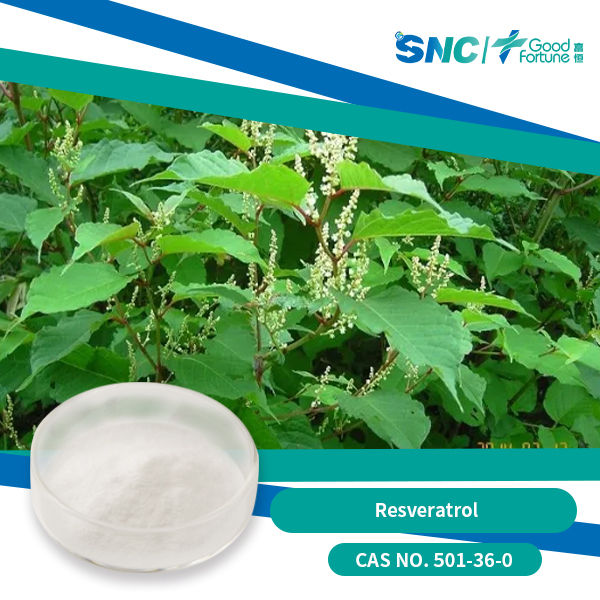Polygonum Cuspidatum Root Extract Anti-Aging Resveratrol for Skin Care Products