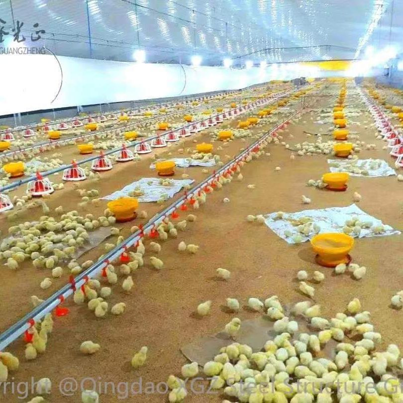 Prefab Steel Structure Chicken House with Equipment for Sale