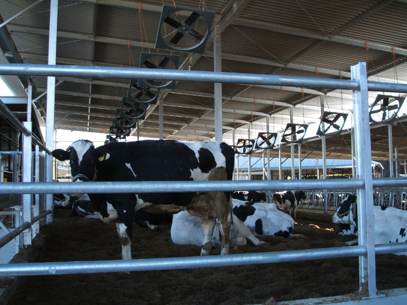 Steel Structure Poultry House Prefab Farm Building Cow Barn Sheep/Cattle/Dairy/Goat House Farm Sheds