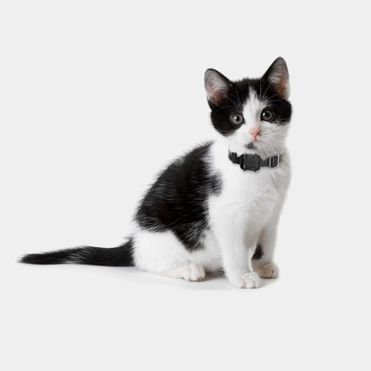 Real Time Pet Find Device GPS Tracking Device Smart Bracelet Locator Tracker GPS Transmitter for Pets