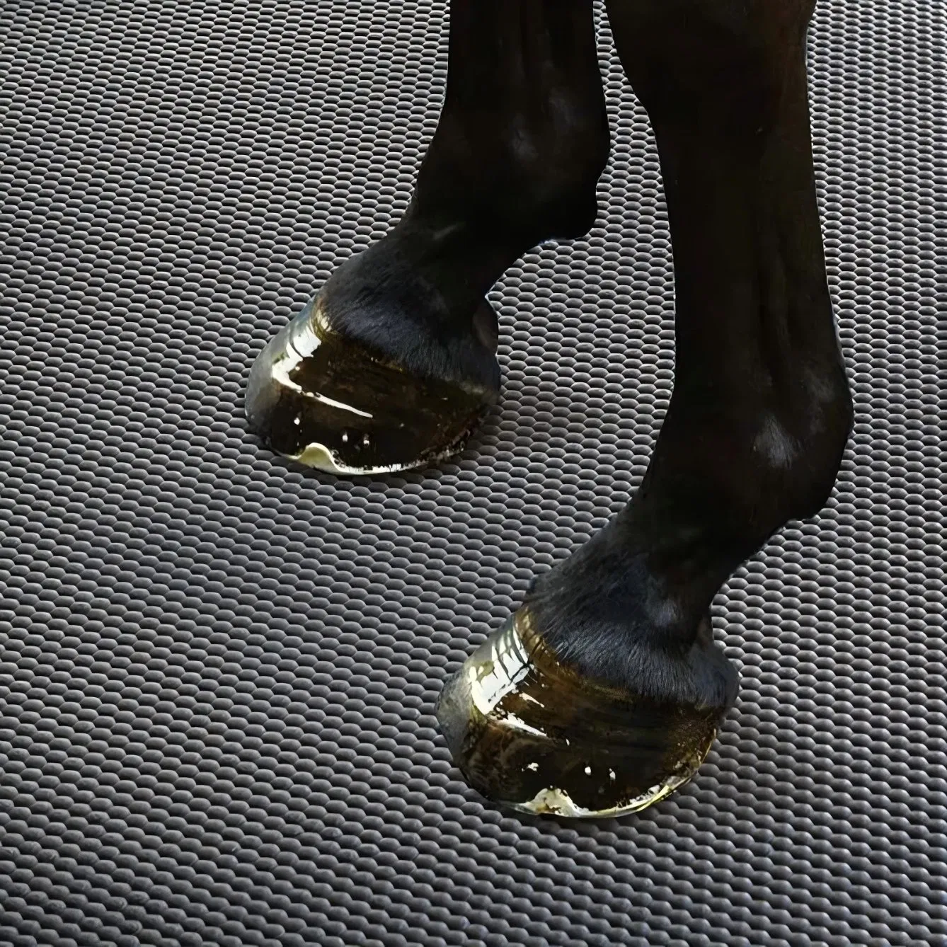 High Density PE Cow Stall Mat ISO9001 Certified Non-Slip Cattle Flooring