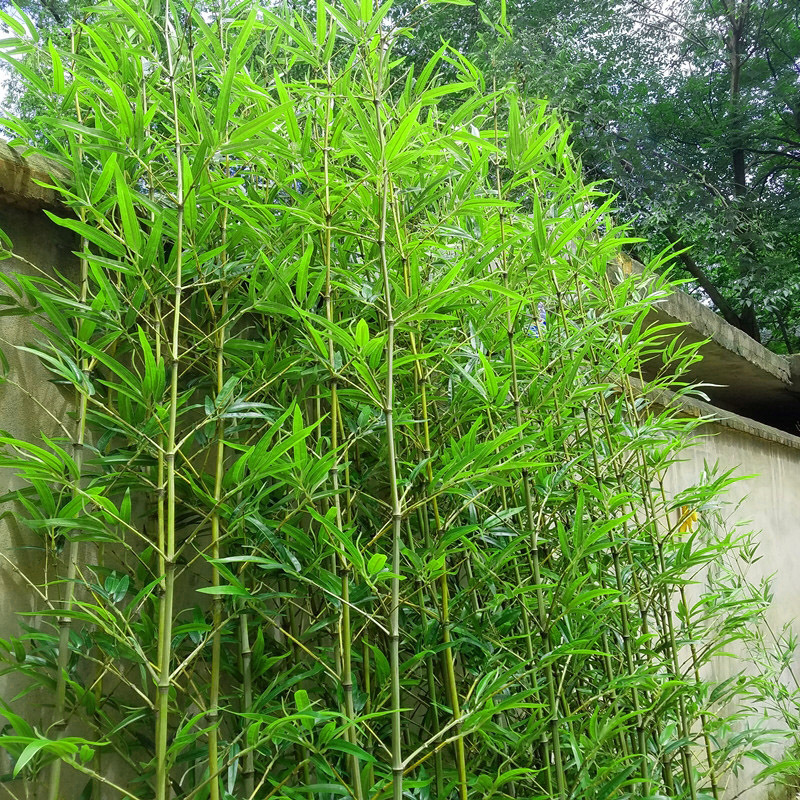 Бамбук искусственный для сада парка дома