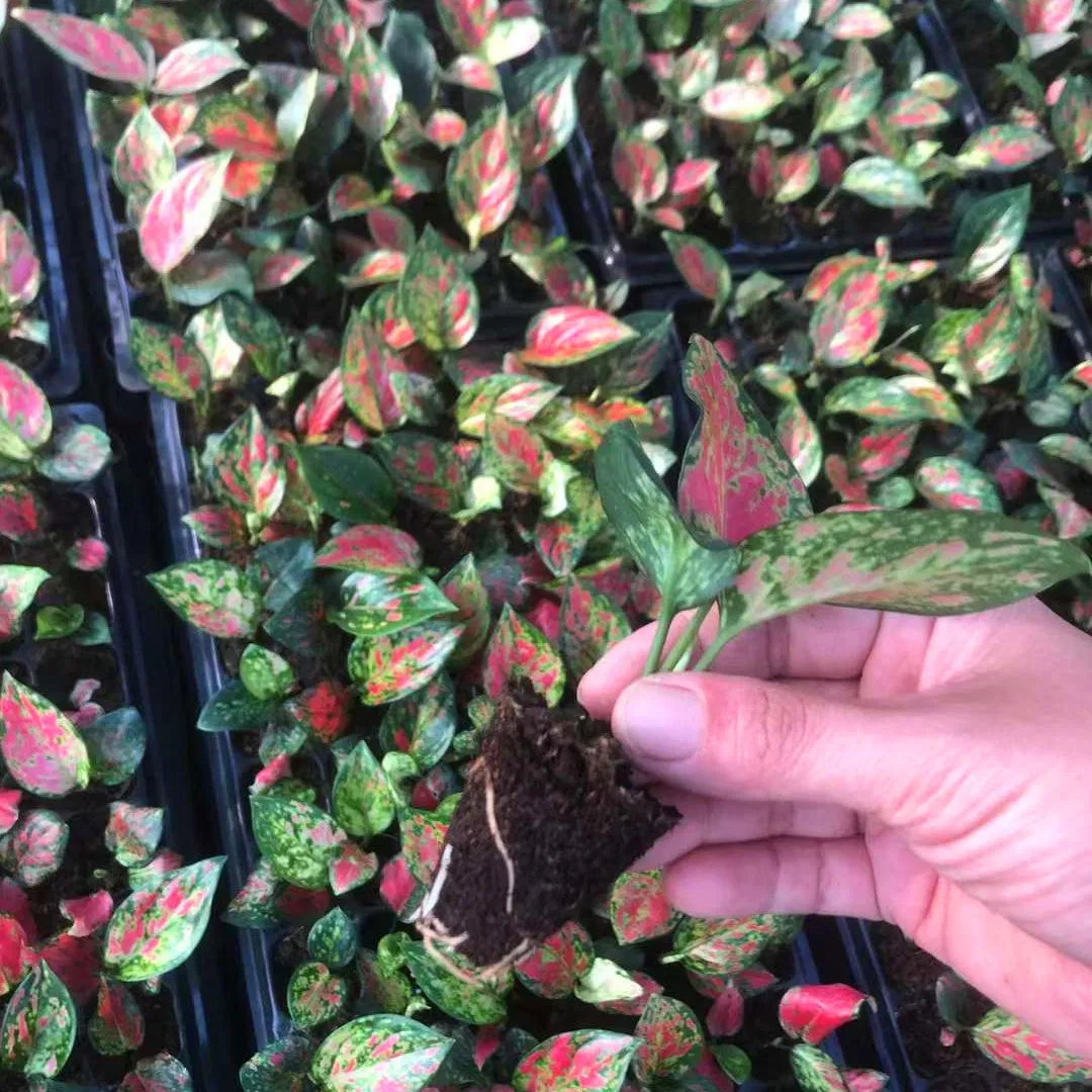Red Ruby Aglaonema Tray Seedling Indoor Live Plants Aglaonema Tissue Culture