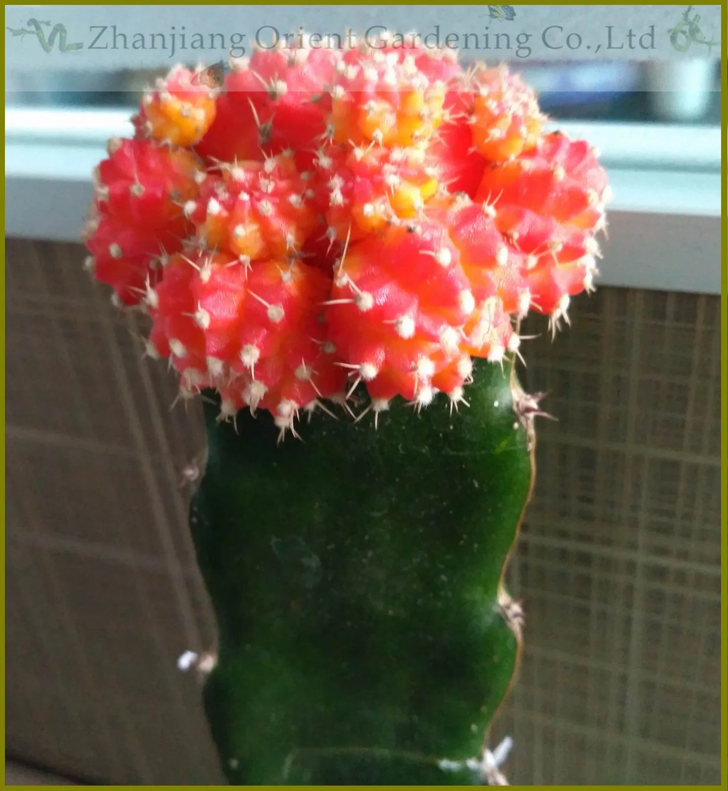Succulent Plant Garden Live Plants Cactus Ornamental Plant Nursery