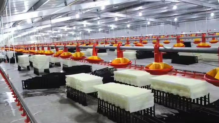 Prefab Steel Structure Poultry Farm Automatic Breeding Chicken Layer Battery Cage Light Cow Cattle Pig Barn Shed Welding Cutting