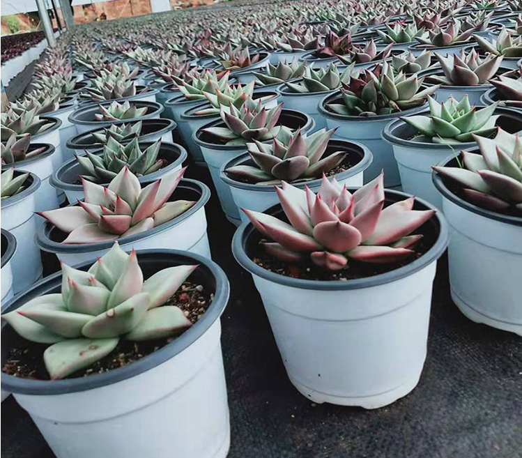 Горшок цветочный пластиковый для дома и сада