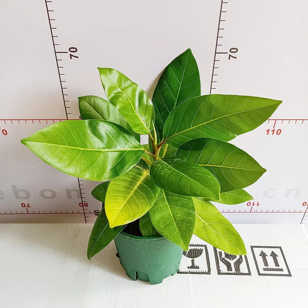 Real Plants Ficus Benjamina Golden Leaf High Quality