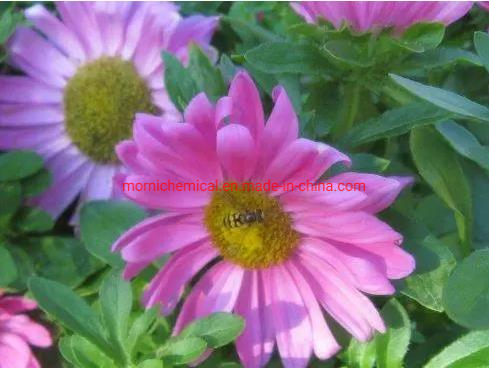 Aster Seeds with Single Petal Mixed Color for Garden Planting