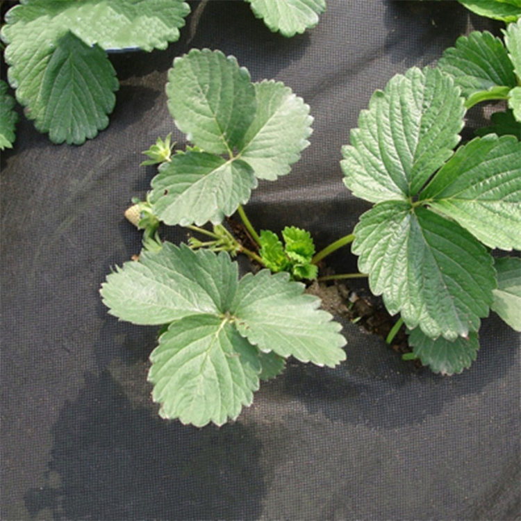 Non-Woven Agricultural Use Fabric Weed Control for Gardening/Agricultural
