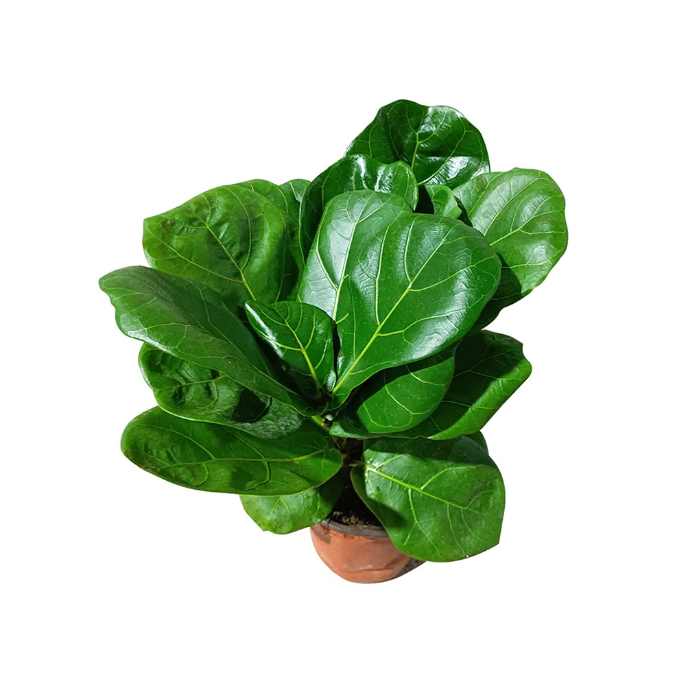 Real Plants Ficus Bambino Plants of High Quality Indoor Ornament Nursery