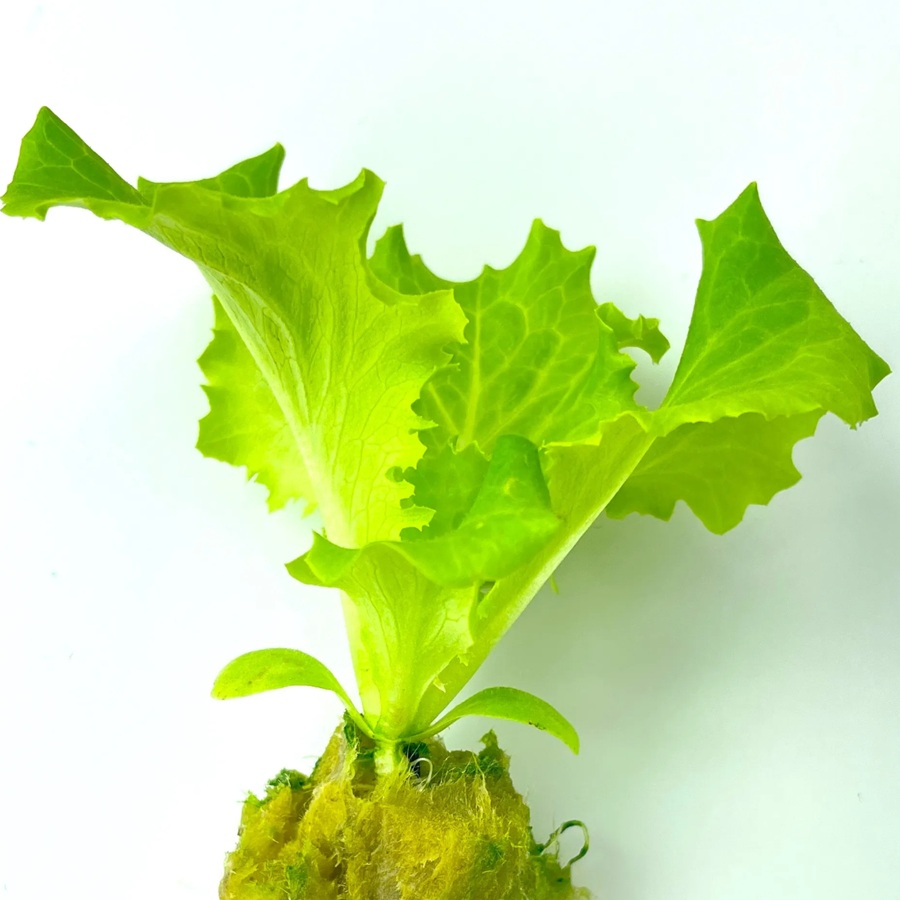 Hydroponic Grow Block Rock Wool Cubes with Mineral Wool for Seedlings Lettuce