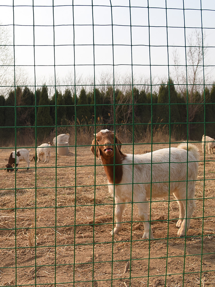Airport Perimeter Security Fencing Galvanized Welded Fence Wire Mesh (HP-FENCE0102)