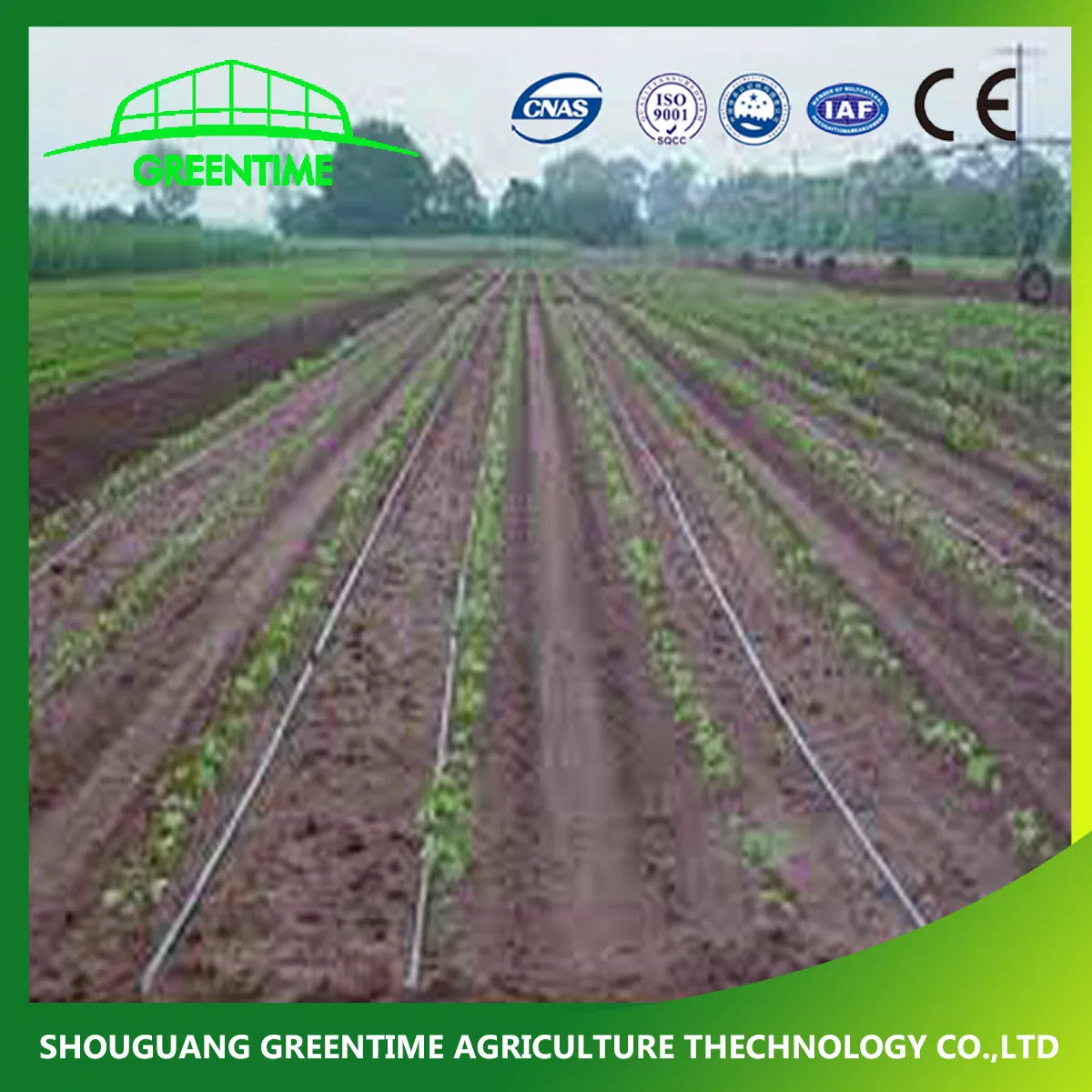 Multi Span Greenhouse Drip Irrigation Tape/Sprinkler System/Hydroponic System for Sale