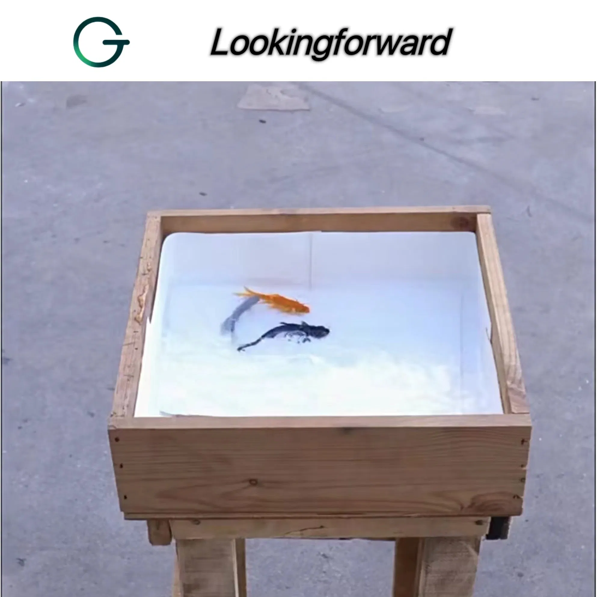 ISO/CE Approved Tpo Waterproofing Membrane