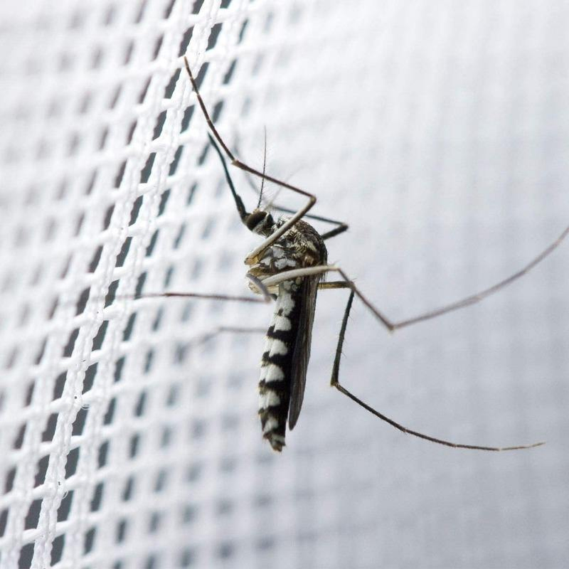 New-Style Modernization Solid Cotton Ceiling Mounted Courtyard Floor Pattern Mosquito Net