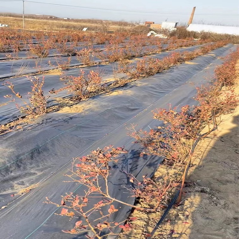 Durable Non-Woven Geotextile Weed Control Mat for Agriculture