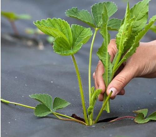 Durable Non-Woven Weed Mat for Effective Garden Ground Cover