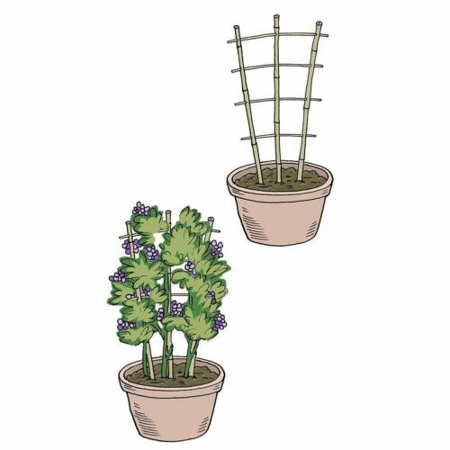 Bamboo Cane Plant Pot Trellis Fan Garden Flower Support Frame