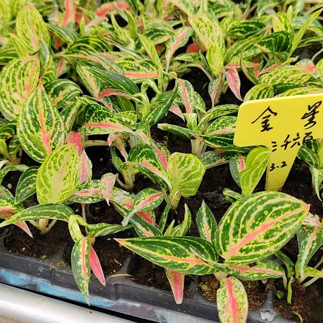 Golden Star Aglaonema Plug Seedling Young Plant Flower Tissue Culture Live Plants